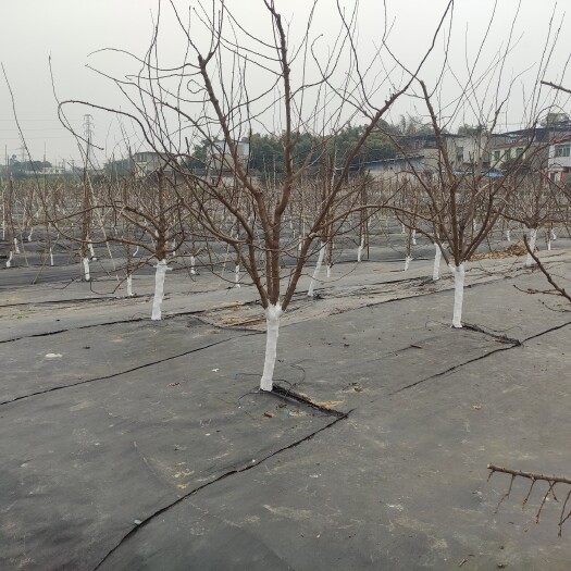 成都黑色防草布（使用3年以上）