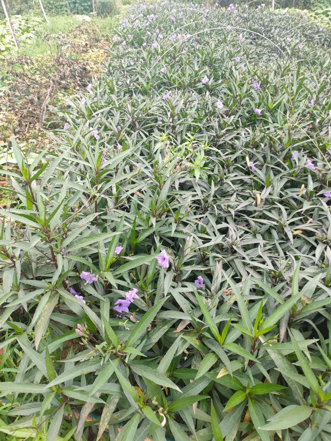 青州市 翠芦莉盆栽苗价格，翠芦莉种植基地，翠芦莉批发大量供应