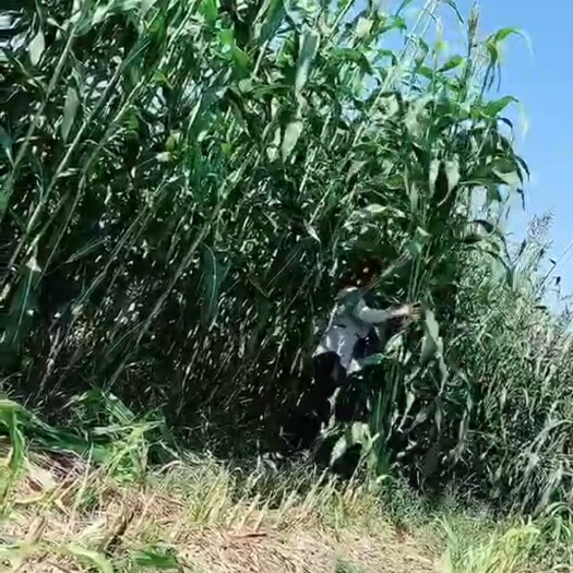 嘉祥县高丹草种子  高丹草生长速度快一月一茬亩产25000斤适合牛