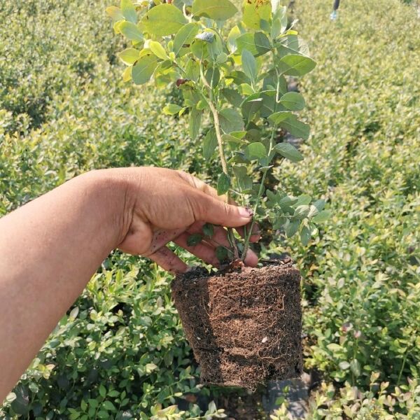 薄雾蓝莓苗 蓝莓苗 当年结果蓝莓 大果蓝莓 顺丰发货死苗补发