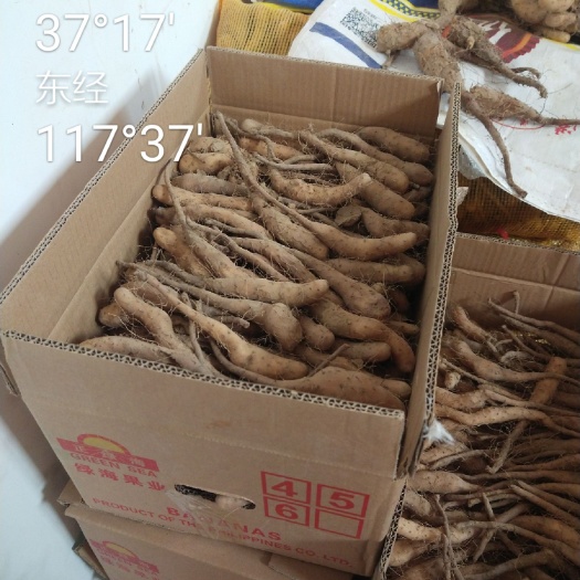 惠民县一手货源原产地无菌白玉山药苗
