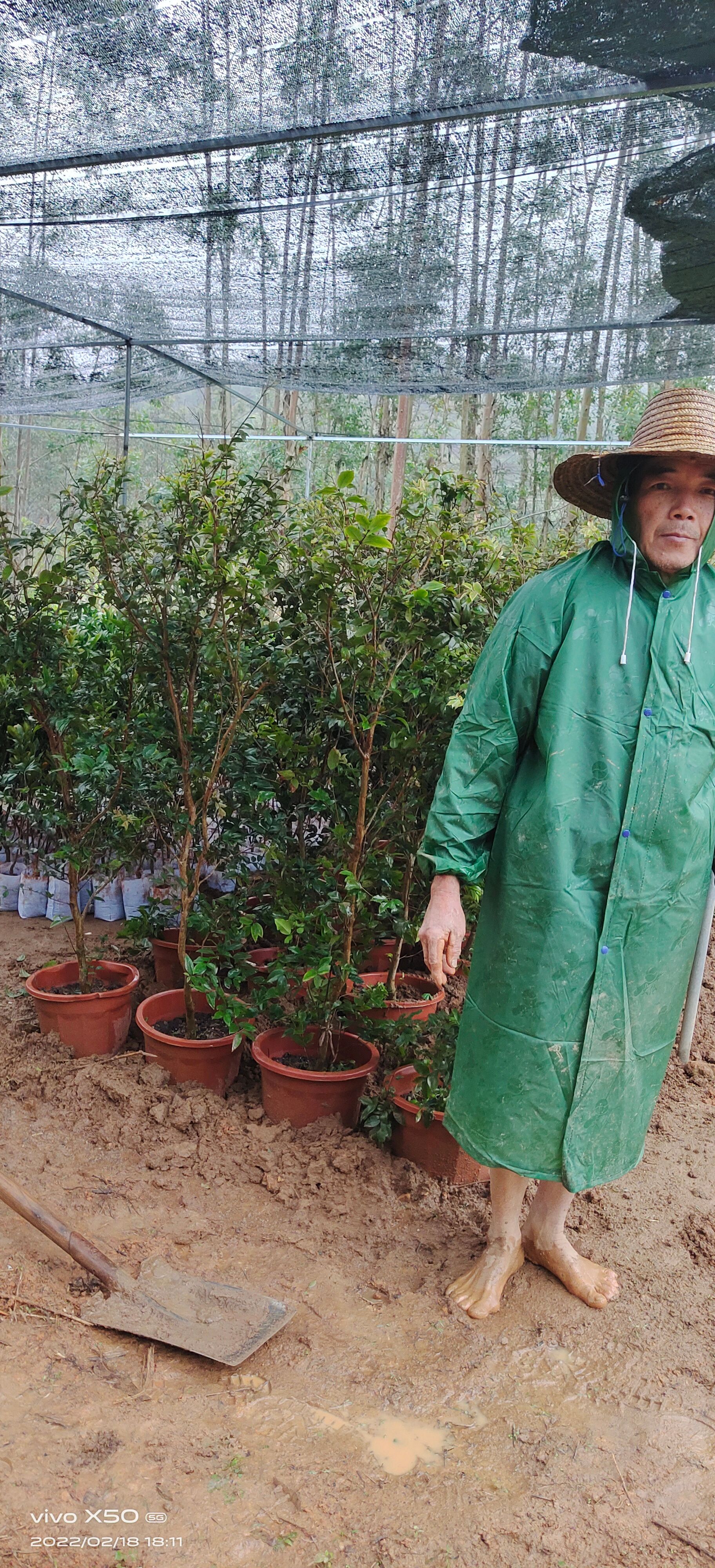 嘉宝果苗  想种植树葡萄的一年四季开花结果喜欢种植的欢迎下单