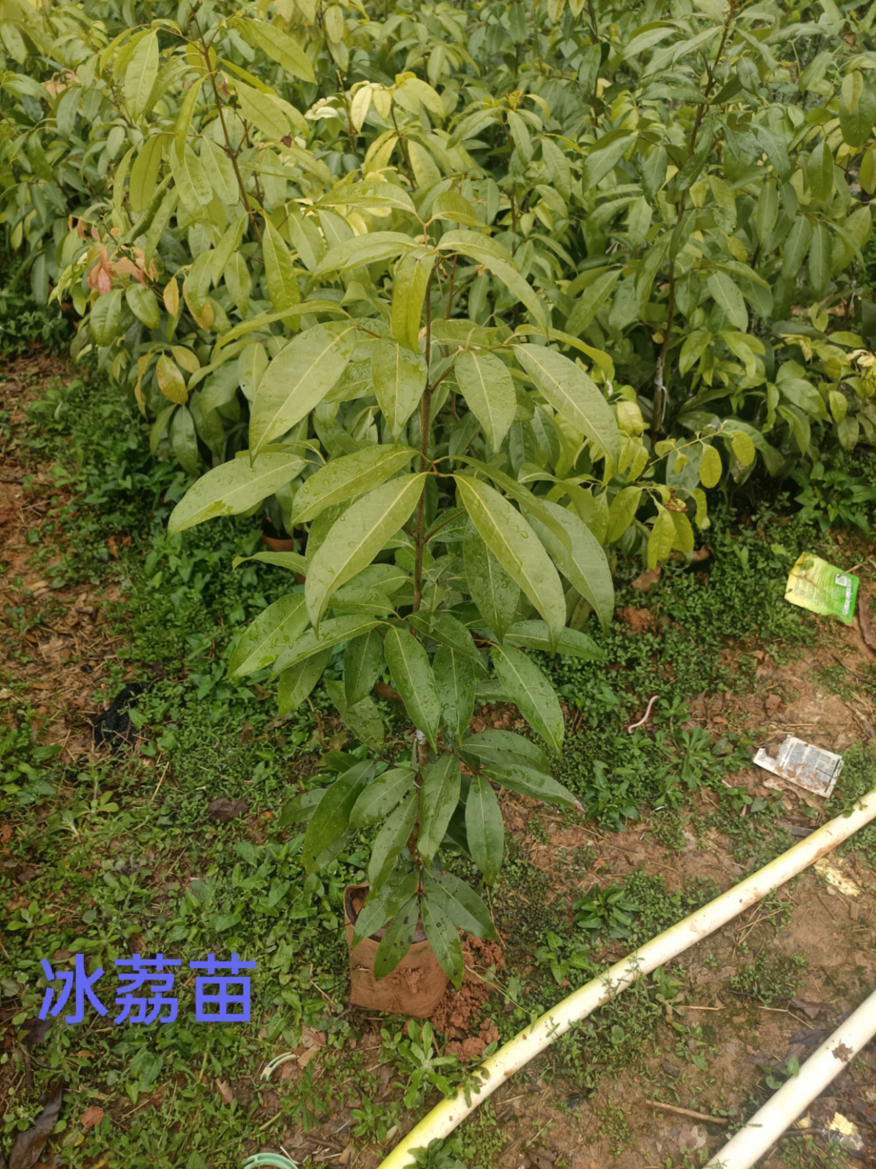 冰荔苗收获东莞市厚街镇冰荔树枝条嫁接冰荔枝苗