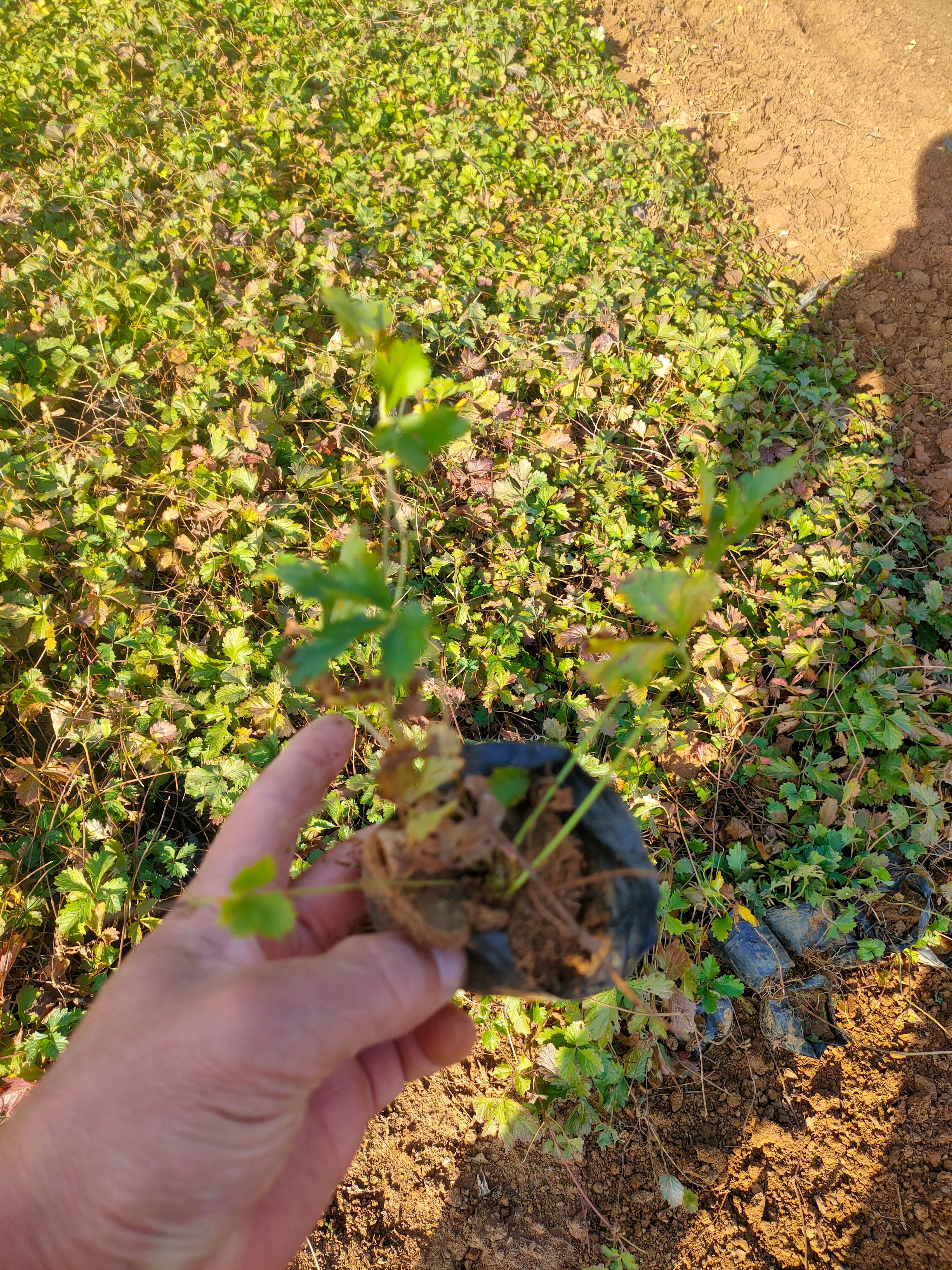  三叶委陵菜盆栽苗价格，委陵菜种植基地批发，三叶委陵菜货源充足