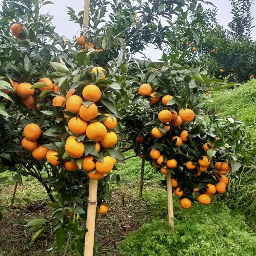 荣县 自己家农场自然成熟沃柑，纯甜，有籽，