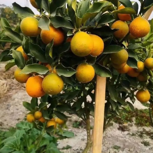 灵山县脆蜜金柑苗 改良过的大果子品种蜜甜多汁好吃不辣嘴的产量高