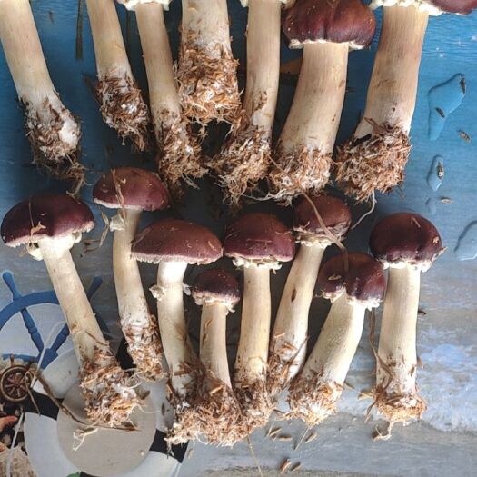 龙门县 新鲜采摘赤松茸