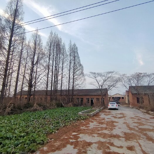 萧县大棚租赁 淮北50亩，10000平标准养殖场，有意联系