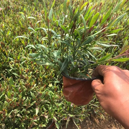 青州市 山桃草工程苗价格，千鸟花双色盆，山桃草种植基地货源充足