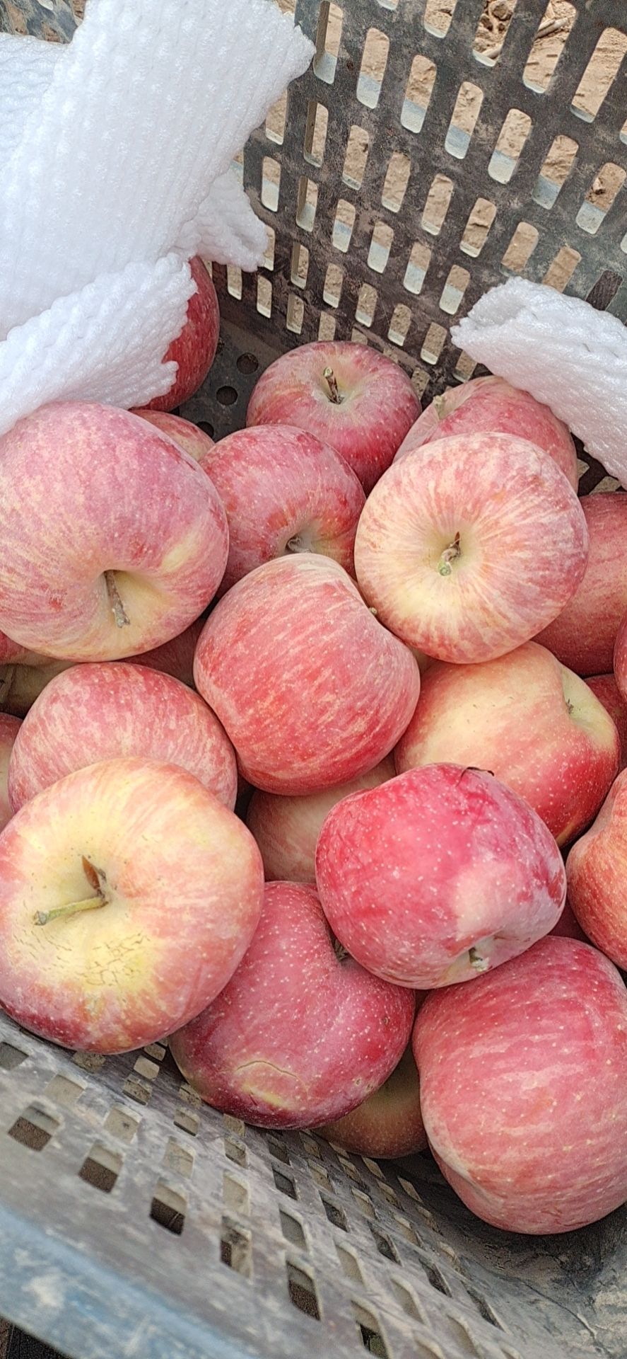 新疆阿克苏红富士苹果 新鲜现摘 快递直达 新疆阿克苏红富士苹果 新鲜现摘 快递直达