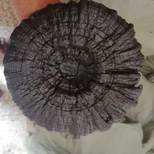 玉林广西十万大山黑灵芝
