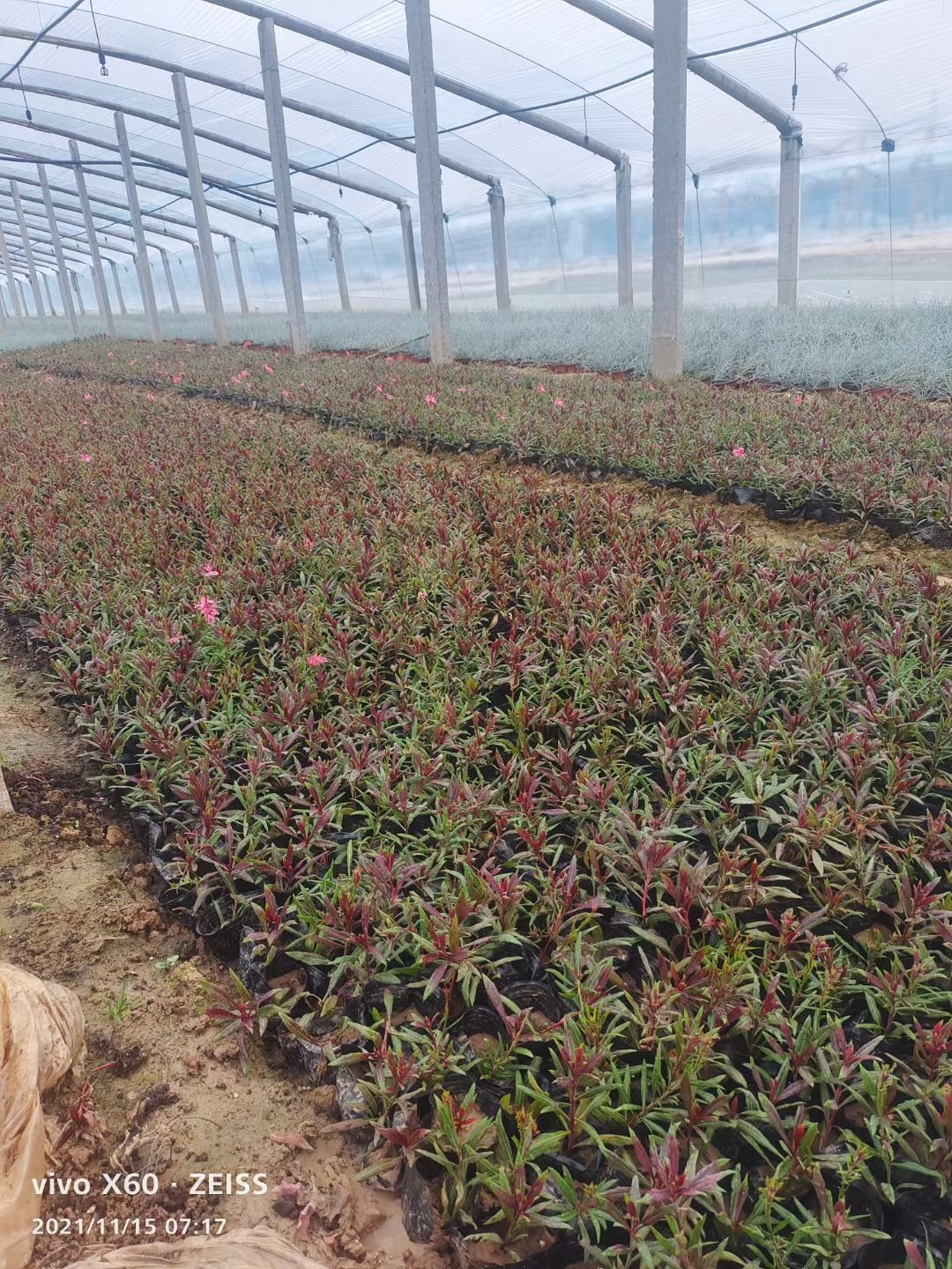  山桃草工程苗价格，千鸟花双色盆，山桃草种植基地货源充足