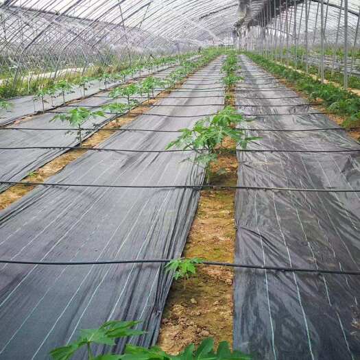 德州防草布除草布抗老化果树遮草盖草布农用园艺地布耐用透气保湿