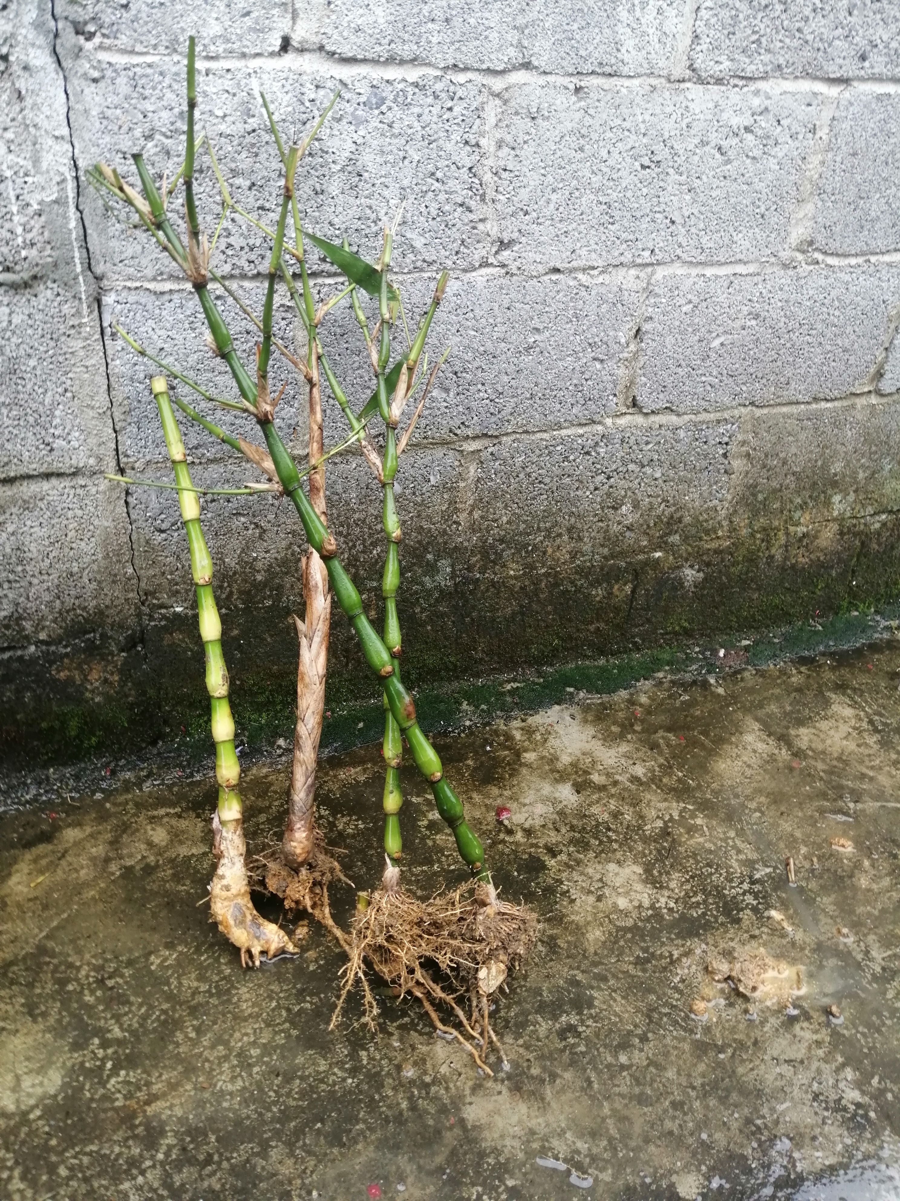 佛肚竹