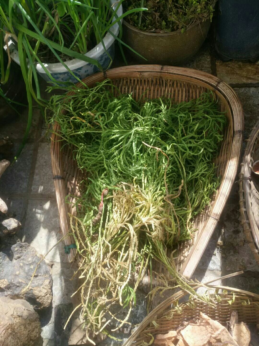 白首乌 各种各样的中药材 欢迎咨询