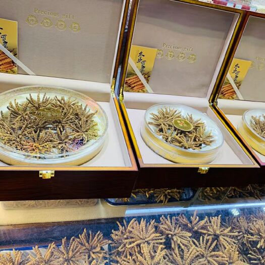 西宁 青海玉树冬虫夏草