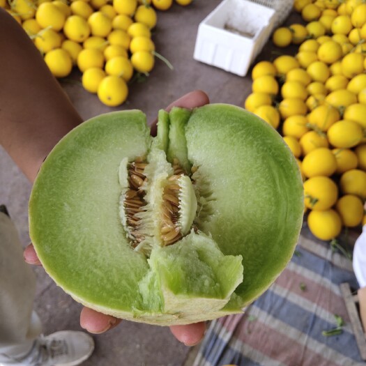  玉菇甜瓜大量上市中。