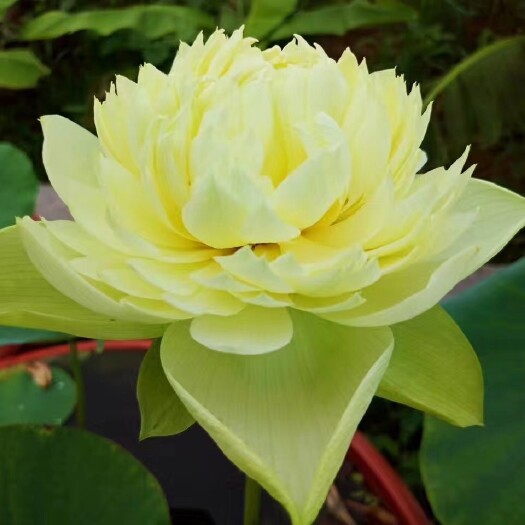 安新县金苹果睡莲