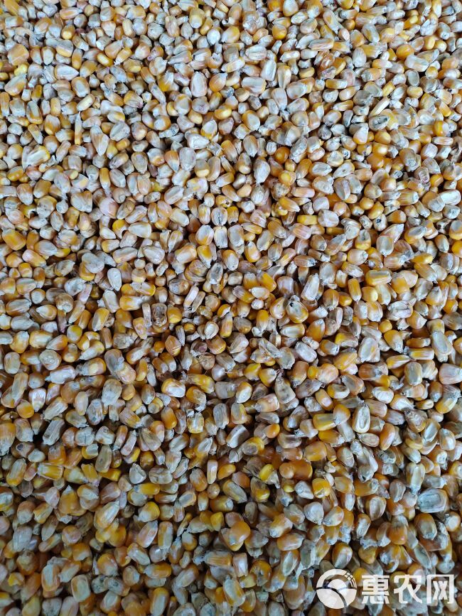 黄玉米粒 过筛过选弱玉米打面养殖弱好玉米价格实惠常年有货
