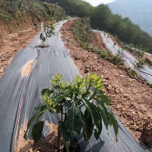 德州助农养殖防草布 果园防草布 防草布厂家 除草布防草布