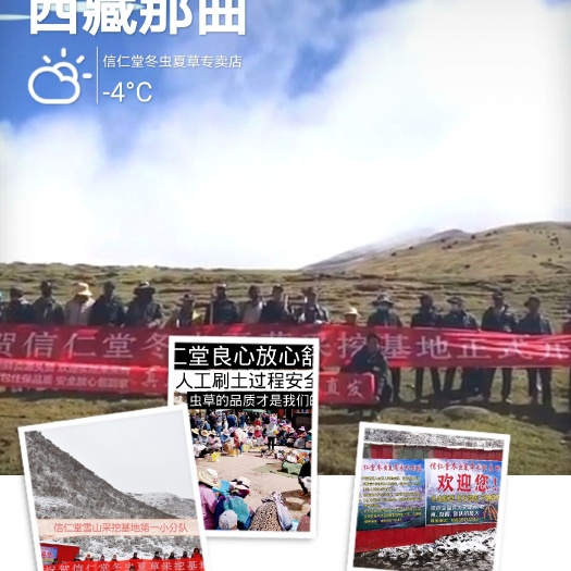西宁2025年新鲜冬虫夏草正式上市  品质保证  高海拔鲜草
