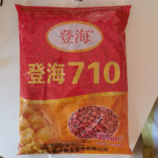 济南登海605玉米种子 登海710玉米种子