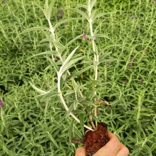 宜良县墨西哥鼠尾草基地直销。