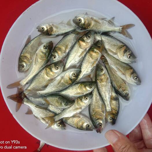 宜良县花连鱼苗，自养自销，品种优良，生长快，抗病力强，欢迎定购。