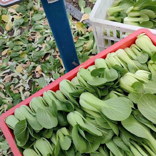 太和县油菜上海青