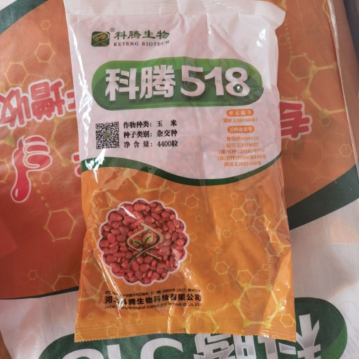 济南登海605玉米种子   科腾518玉米杂交种