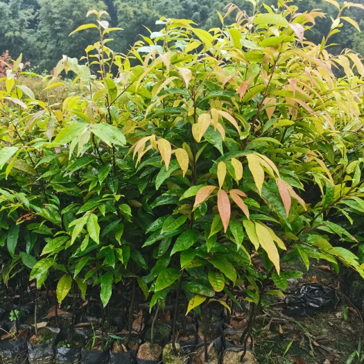 红椎树苗