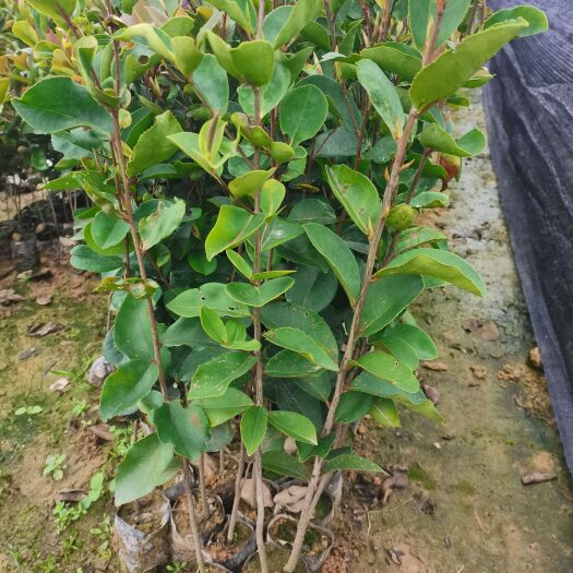 广州油茶树苗