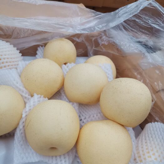 赵县皇冠梨