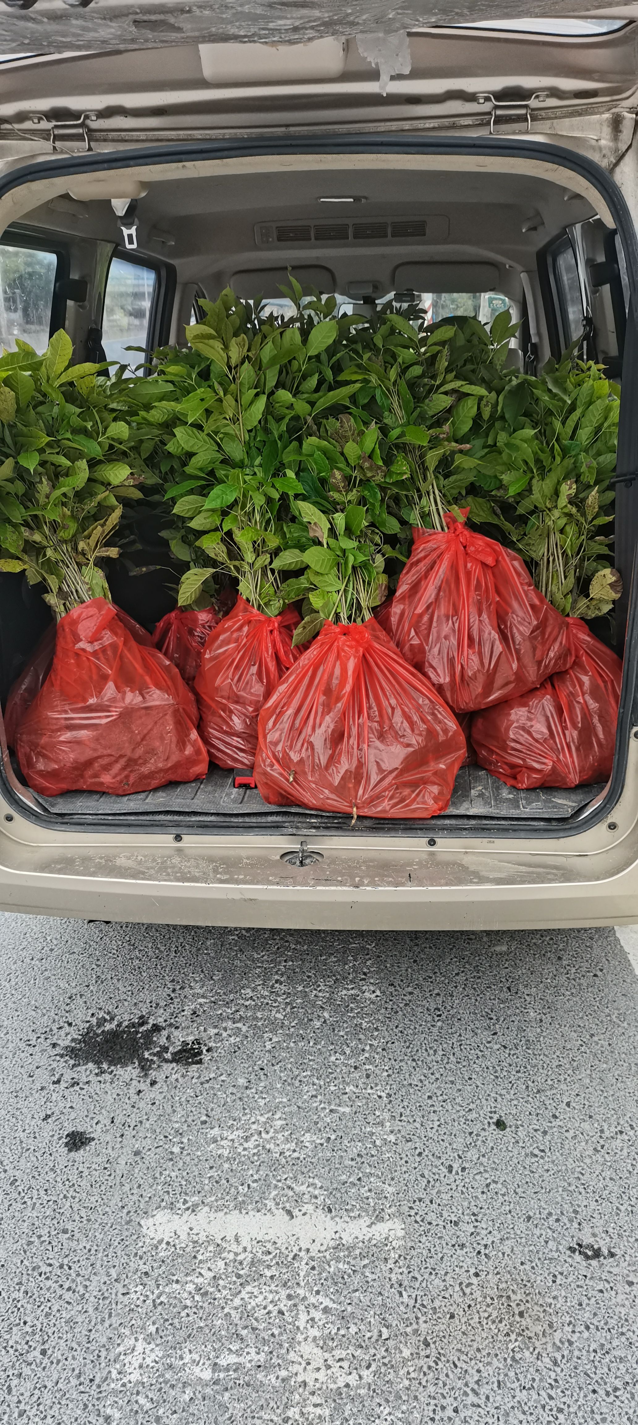 洋红风铃木小苗