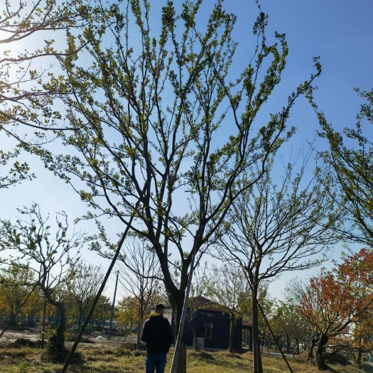 句容市百信园艺场 精品小叶朴单杆朴树 绿化工程用树 量大价优