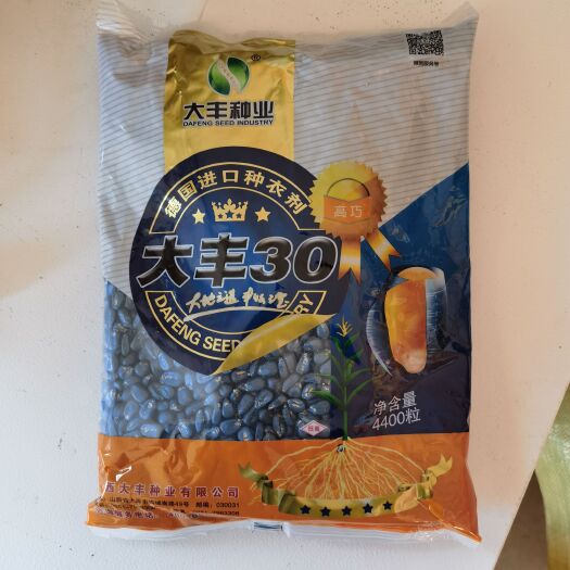 济南大丰30玉米种
