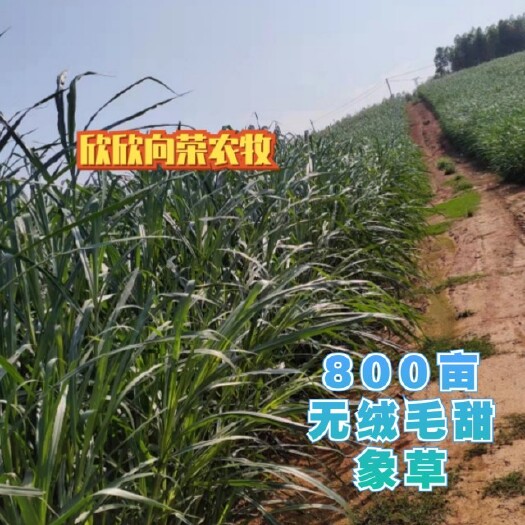 合浦县新型甜象草巨菌草金牧良草皇竹草种节多年生高产牛羊牧草