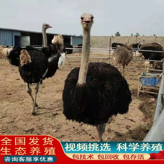 嘉祥县非洲鸵鸟苗活脱温幼苗活体一对小幼崽澳洲成年大驼鸟幼仔幼鸟活