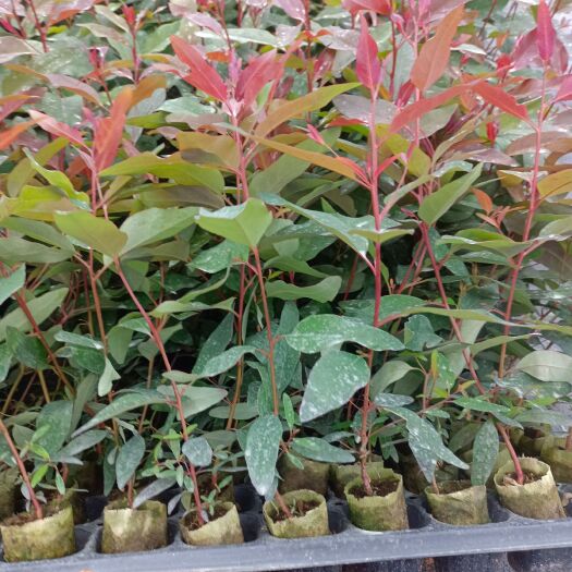 贺州大量供应桉树苗广9，29号，26号