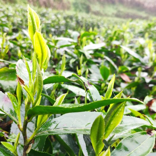 古丈县明前毛尖茶，手工茶