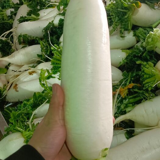 沙洋县湖北白萝卜