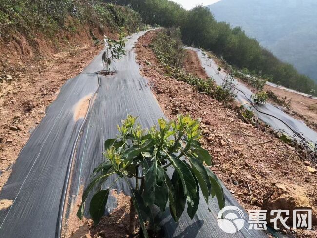 防草布厂家发货 防草布除草效果好不好