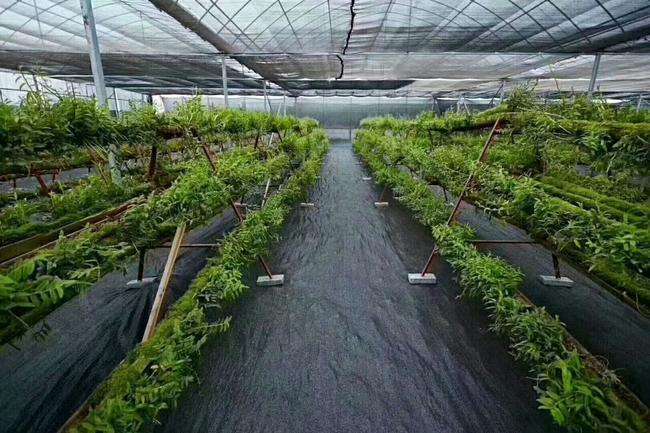 德州防草布，园艺地布
