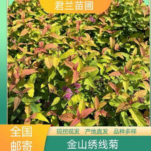 开原市金山绣线菊  金山苗 绣线菊小苗 一年苗二年苗绿化工程苗