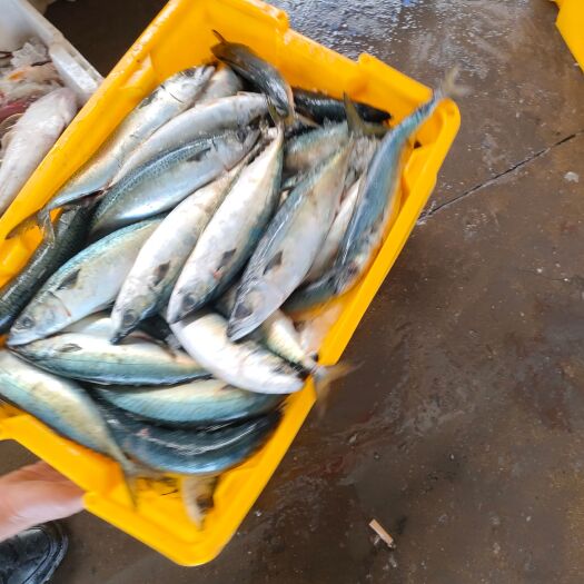 福清市 鲭专鱼（鲐鱼）
