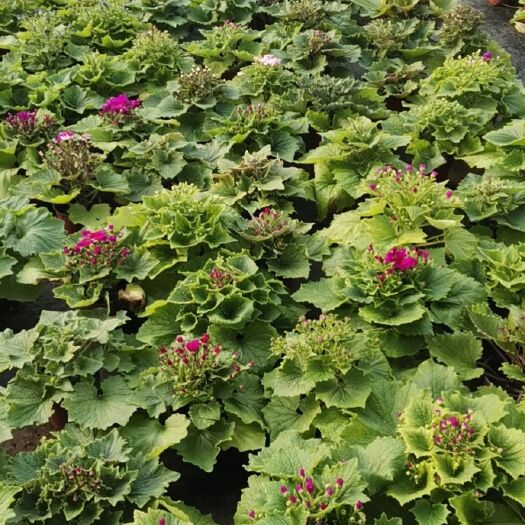 青州市瓜叶菊盆栽 盆栽花卉瓜叶菊
