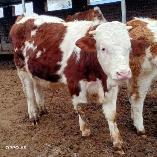 定襄县西门塔尔牛 西门塔尔肉牛养殖大小均在出售中