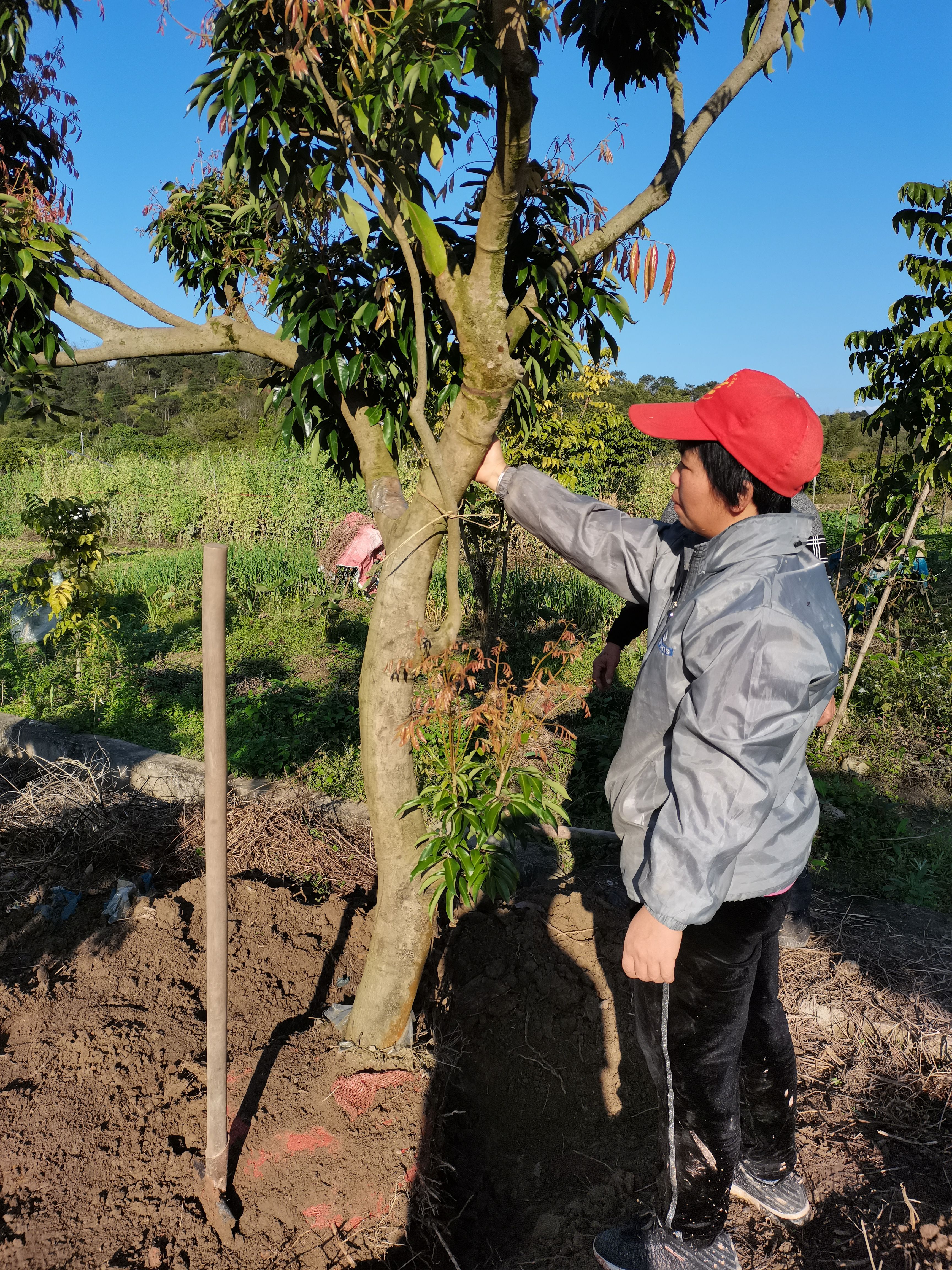 桂味荔枝苗 扦插苗 容器苗 