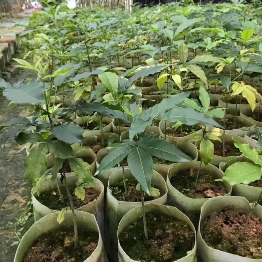 灵山县新品种冰淇淋白柿苗水果树巧克力布丁果黑柿果苗