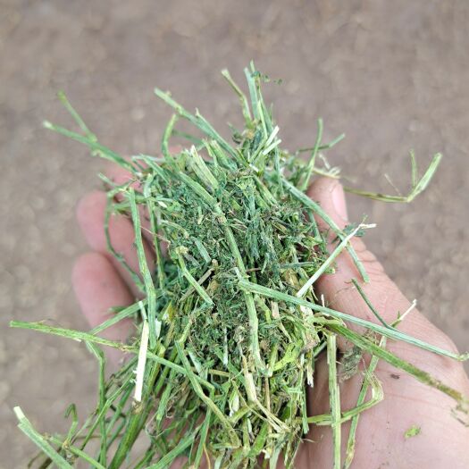 阿旗干草 苜蓿草